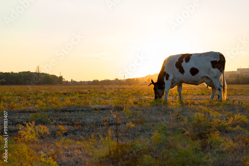 Cow in a yellow field at sunset. Autumn in the village of Boguchar.