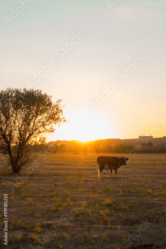 Cow in a yellow field at sunset. Autumn in the village of Boguchar.