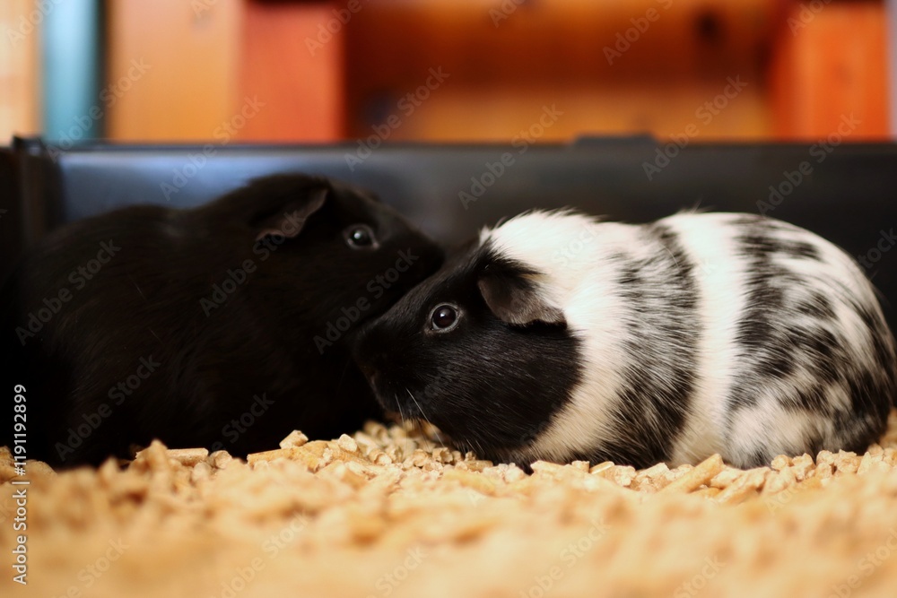 two different colored guinea pigs are together on the litter two different colored guinea pigs are together on the litter
