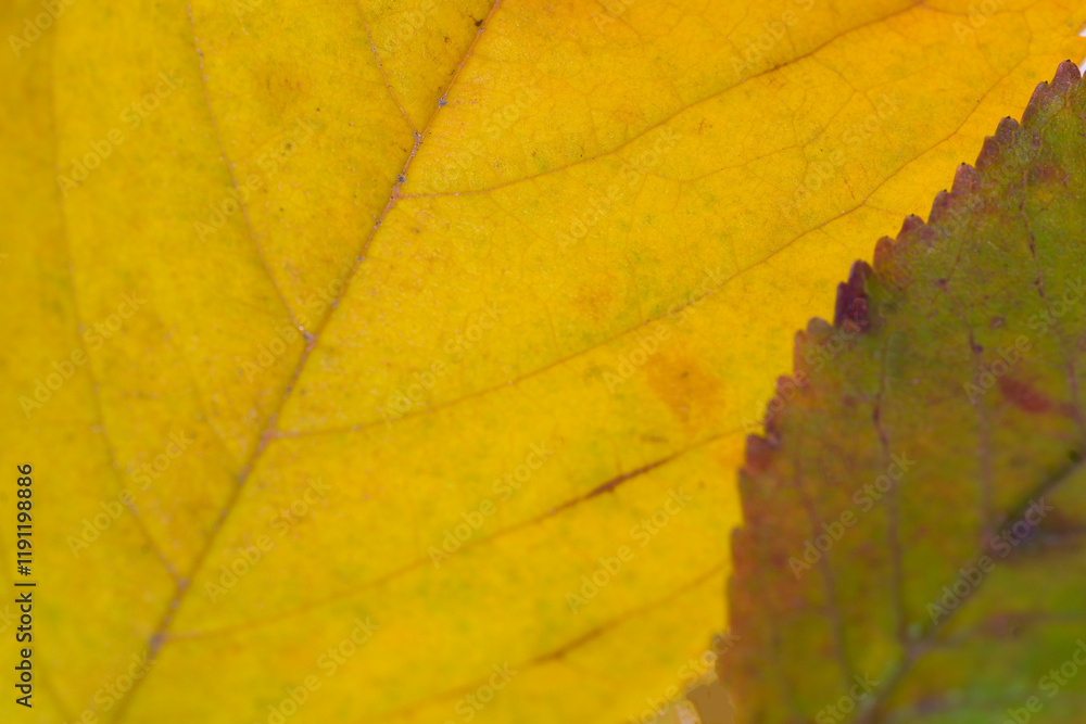 Yellow and green leaves in autumn advance of winter season in horizontal Yellow and green leaves in autumn advance of winter season in horizontal