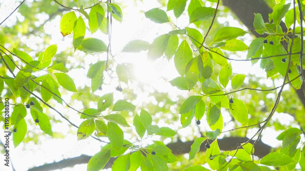 Spring trees with fresh green leaves basking in brighten sunlight in a peaceful outdoor setting Spring trees with fresh green leaves basking in brighten sunlight in a peaceful outdoor setting