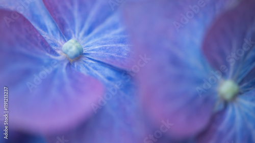 background of blue flower macro of hydrangea or hortensia flower and petals