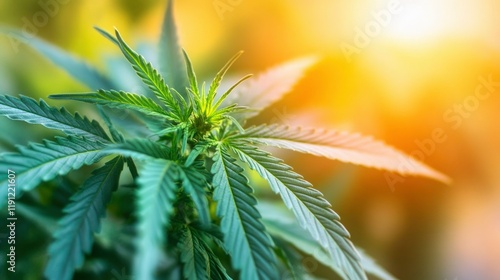 Young Cannabis Plant Growing In Sunlight photo