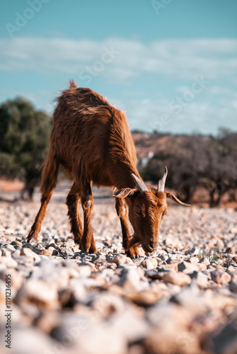 Billy goat in a desert setting, domesticated farm animal photo