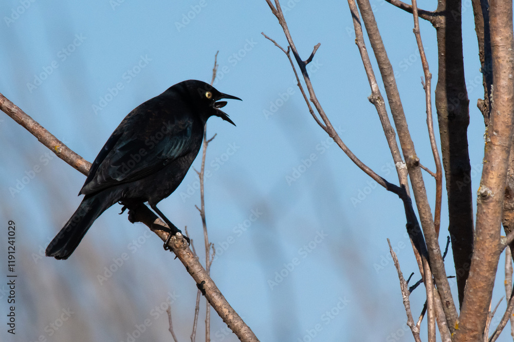 Fototapeta premium Brewer's blackbird eating