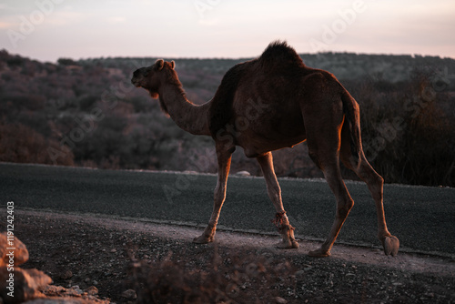 Camel wandering in the road, Morocco photo