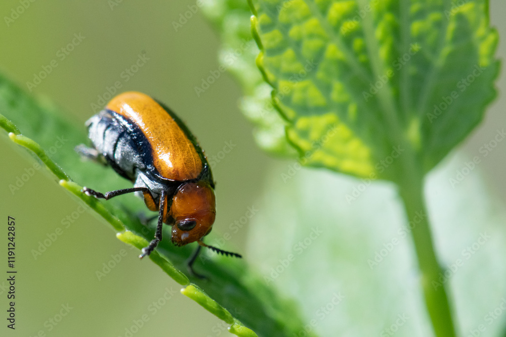 Clay-colored Leaf beetle Anomoea laticlavia Clay-colored Leaf beetle Anomoea laticlavia