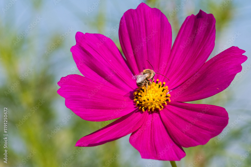 Long-horned Bee on pink cosmos