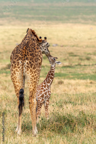 Female Giraffe Feeding Newborn Baby