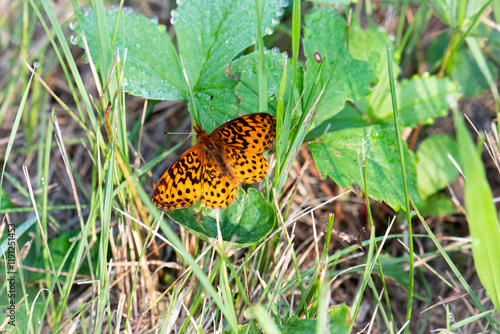 meadow fritillary (Boloria bellona)