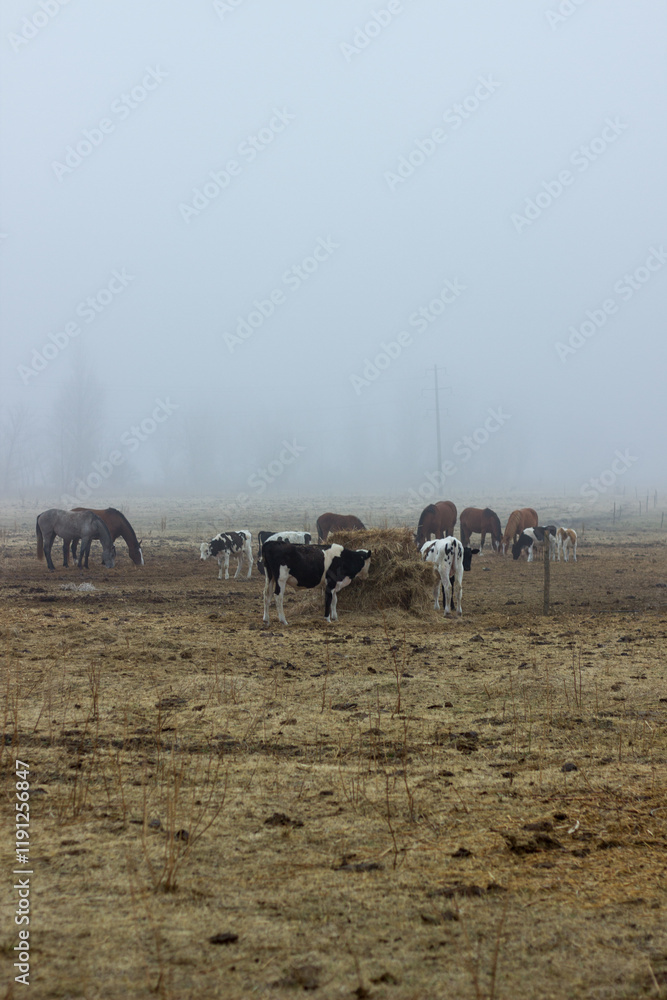 Obraz premium Cows in a yellow field in the fog. Boguchar village
