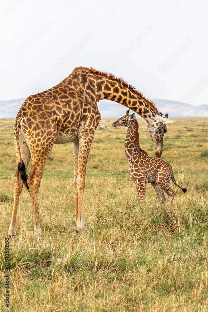 Female Giraffe Cleaning Newborn Female Giraffe Cleaning Newborn