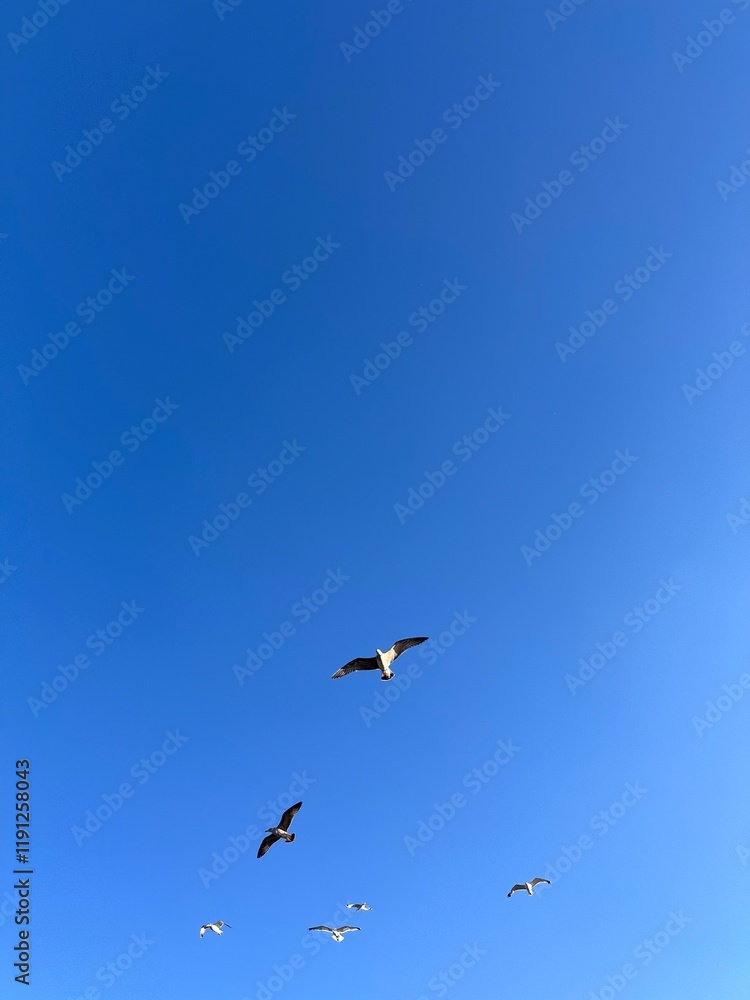 A flock of seagulls gracefully soars across a vibrant blue sky, capturing the essence of freedom and the beauty of unspoiled nature A flock of seagulls gracefully soars across a vibrant blue sky, capturing the essence of freedom and the beauty of unspoiled nature