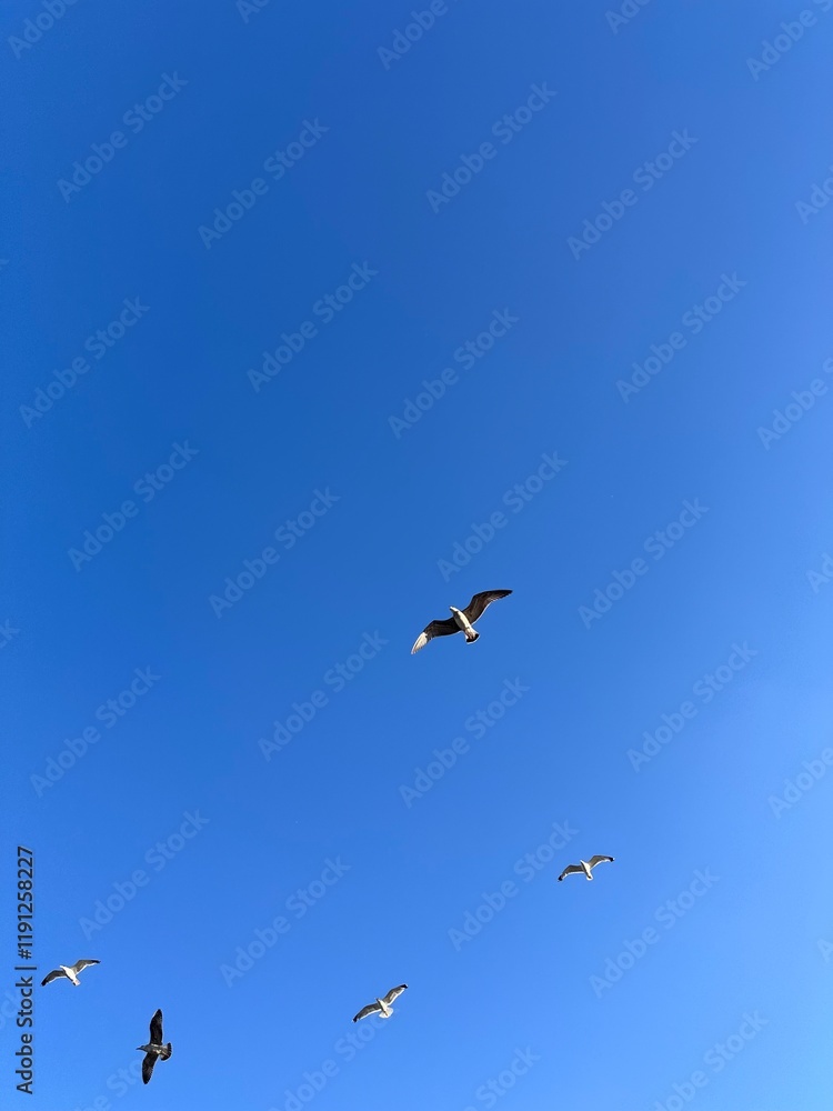 Seagulls gracefully fly against a vivid blue sky, creating a serene and minimalistic scene that embodies freedom and tranquility Seagulls gracefully fly against a vivid blue sky, creating a serene and minimalistic scene that embodies freedom and tranquility