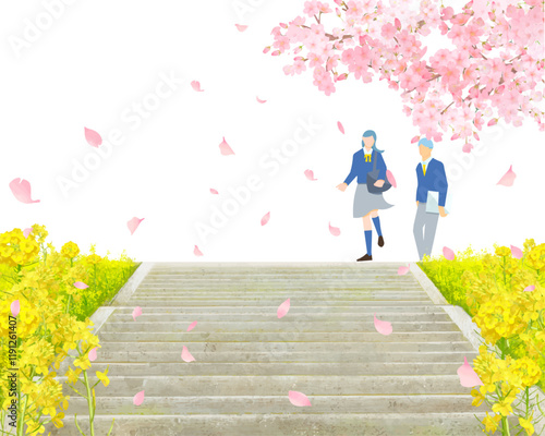 桜の木と菜の花咲く土手沿いを歩く学生男女ー土手に階段ー卒業入学ーベクターイラスト白バック背景素材