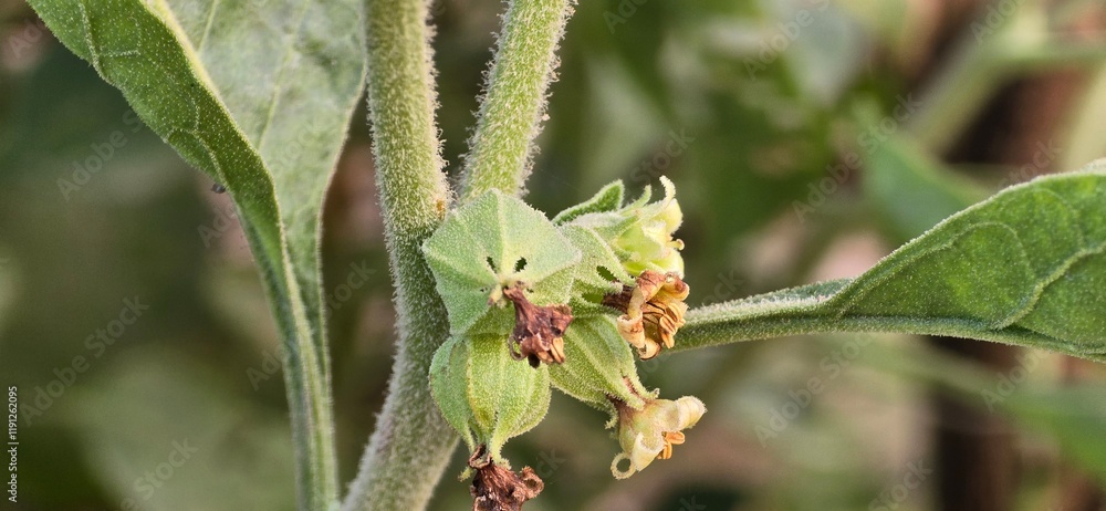 Withania somnifera, known commonly as ashwagandha plant flowering buds Withania somnifera, known commonly as ashwagandha plant flowering buds