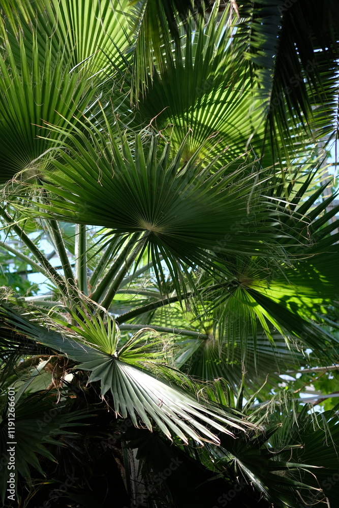 Fototapeta premium large green palm leaves close up