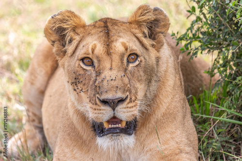 Portrait of Lion with Piercing Eyes
