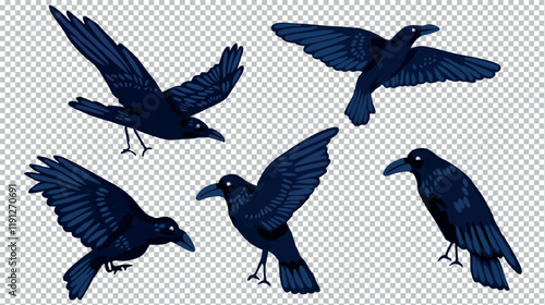 Ensemble illustration oiseau corbeau  en vol vecteur noir bleu 