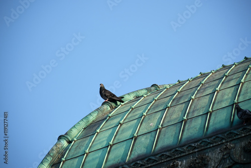 bird on roof