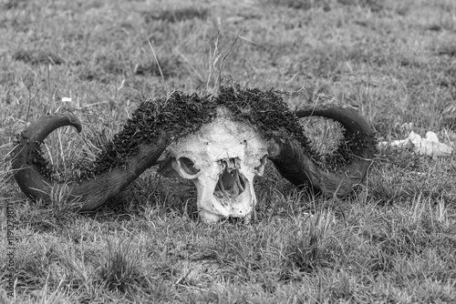 Cape Buffalo Skull