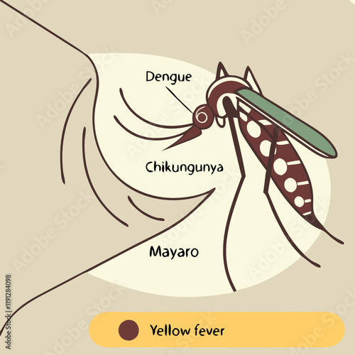 illustration of Zica virus aedes aegypti mosquito on human skin - Dengue, Chikungunya, Mayaro, Yellow fever