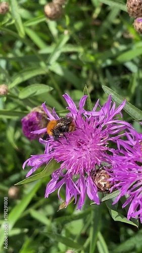 Bumblebee on flower of Centaurea meadovata