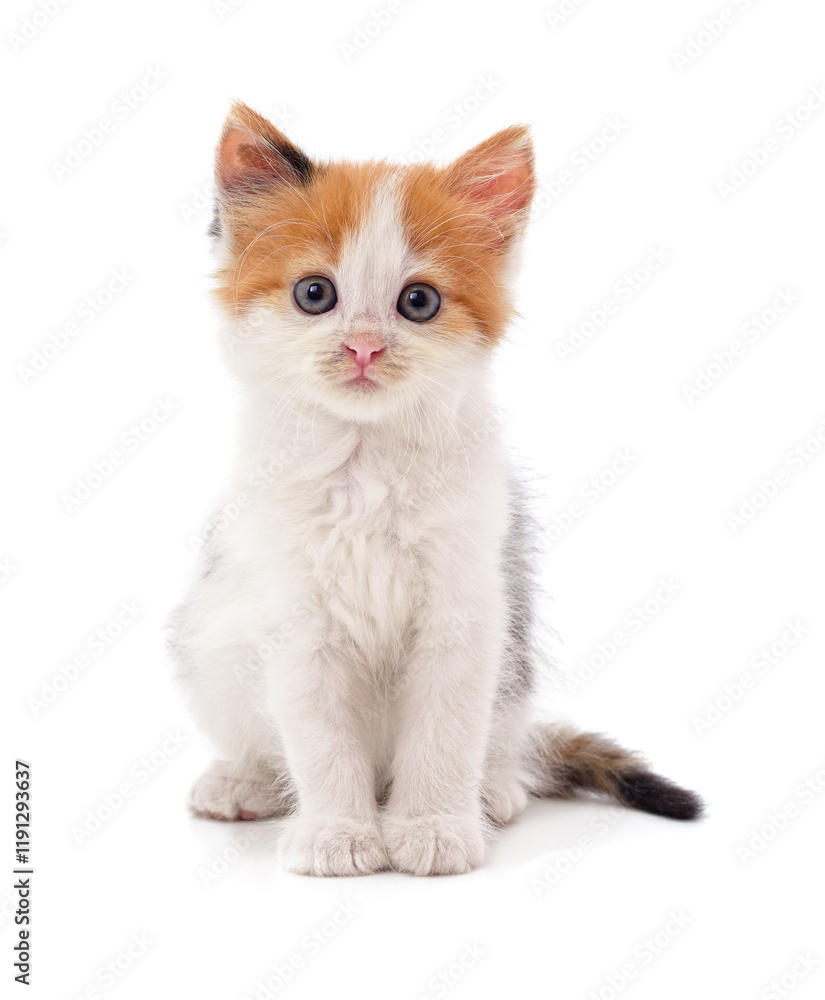 Little beautiful kitten. Little beautiful kitten.