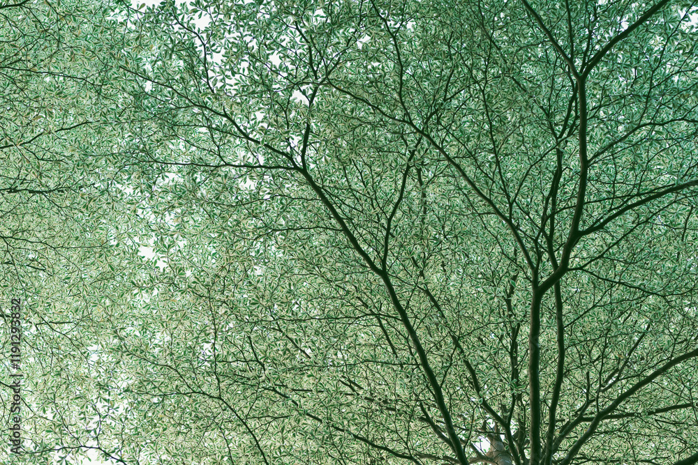 Fototapeta premium 树