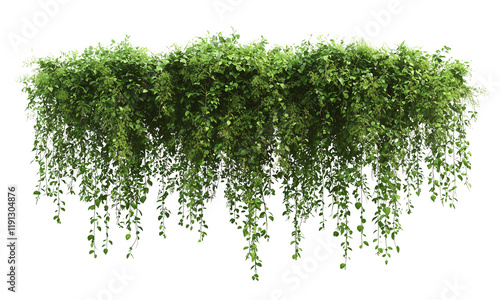 Lush green foliage cascading down, creating a vibrant, natural display with multiple elongated vines and dense leaves isolated on white and transparent background.