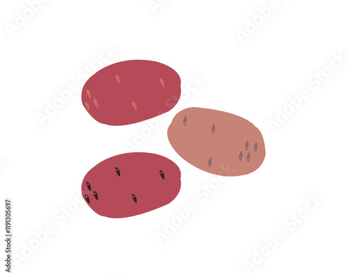 Potato Varieties Fresh Vegetable Vector And Design