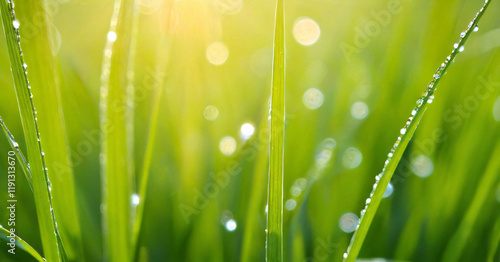 Obraz na płótnie Macro photography of green grass with dew drops in the sunshine. Fresh morning dew on spring grass, abstract nature background. w salonie