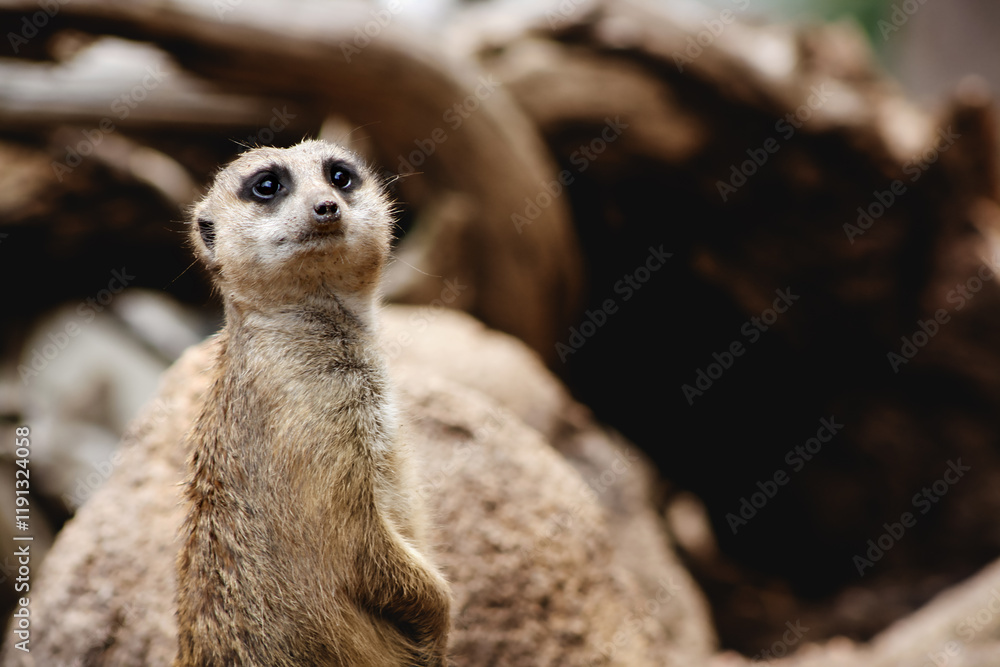 A Photo Of a Meerkat on Alert