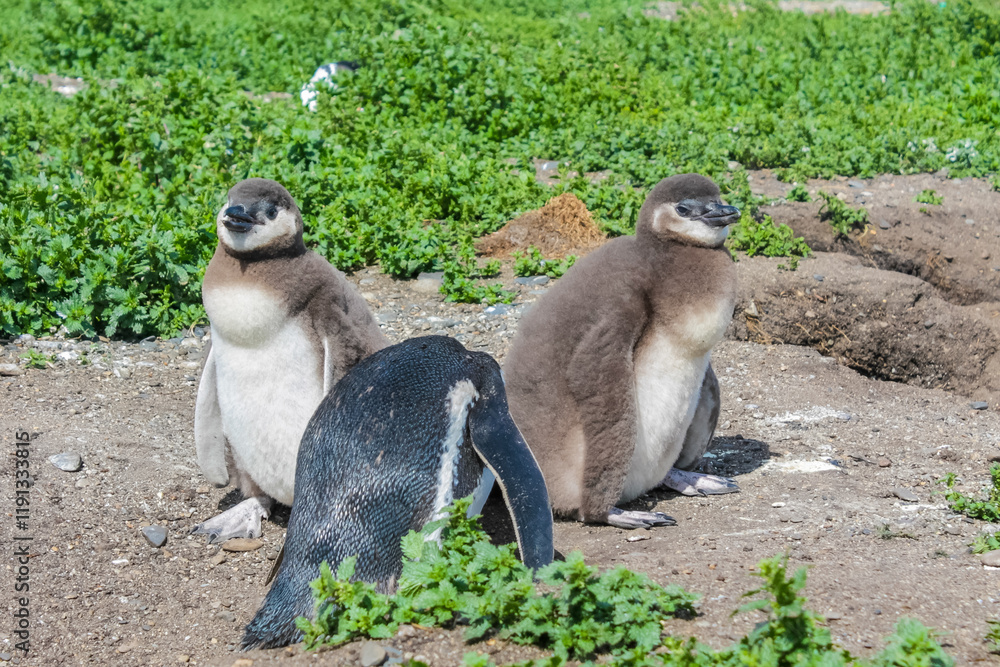 Obraz premium Magellanic penguins colony on Isla Martillo in Ushuaia, Argentina. Patagonia and Tierra del Fuego South America marine wildlife. Pinguins on a seashore