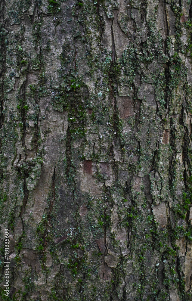 Beautiful close-up of the bark of tilia japonica Beautiful close-up of the bark of tilia japonica