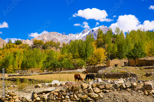 Shimshal village, remote village in Karakoram mountains. Cows and beautiful sunny day.  photo