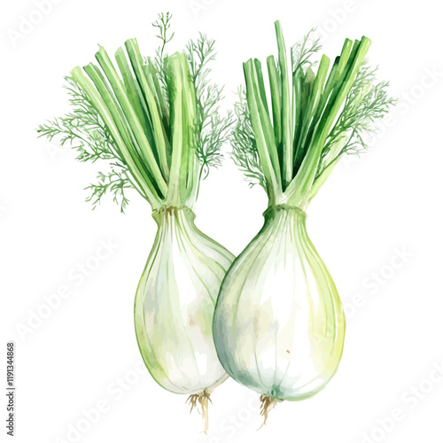 A watercolor drawing of fennel, isolated on a white background. Fennel vector.
