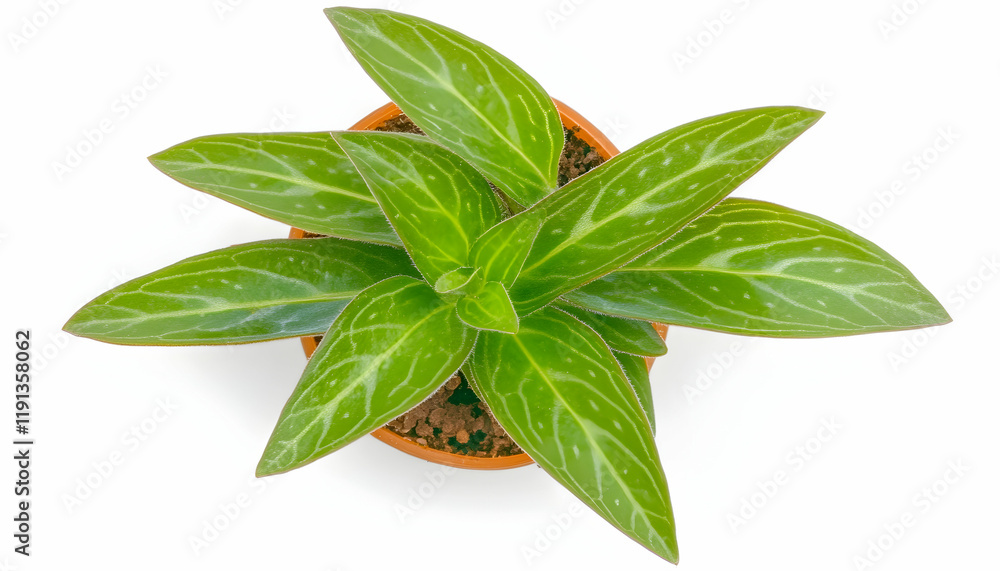 Obraz premium Aerial view of a potted houseplant with vibrant green leaves, isolated on white background; ideal for home decor websites or gardening blogs