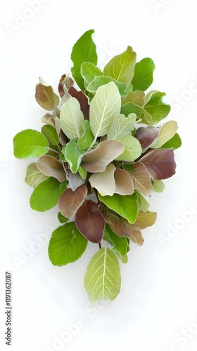 Colorful leaves bouquet, studio shot, white background, nature detail, ideal for botanical illustrations photo