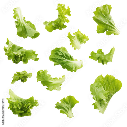 Falling fresh green lettuce salad leaves isolated on white and transparent background