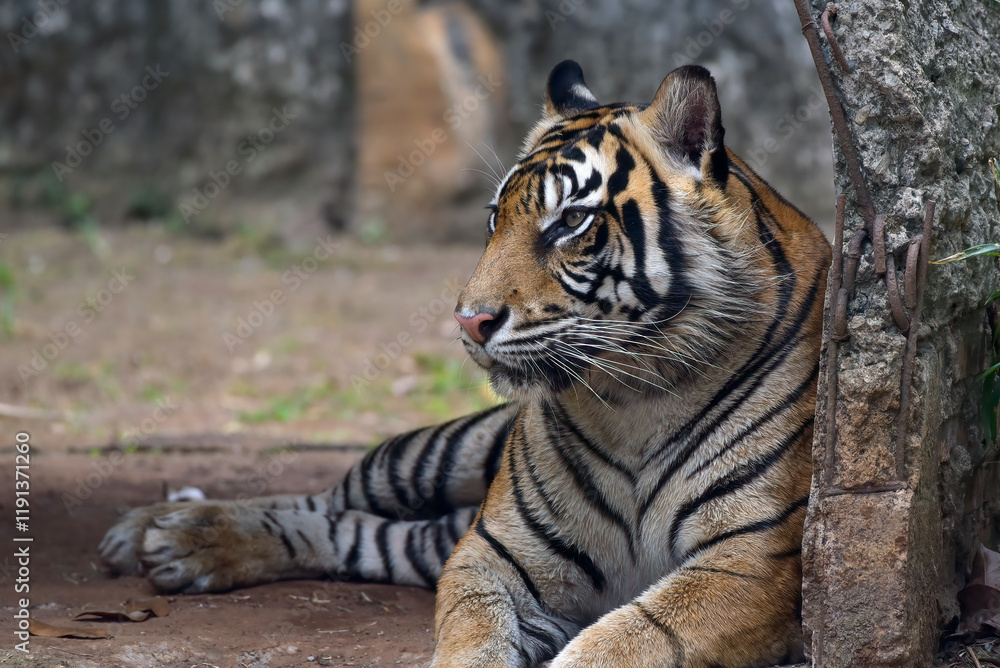 Naklejka premium portrait of a male sumatran tiger