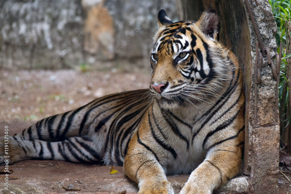 portrait of a male sumatran tiger portrait of a male sumatran tiger