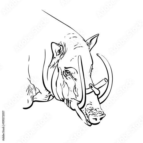 Male babirusa hand drawn portrait, Animal of swine family species found in Indonesia, With the upper tusks grow though the top of its snout, Vector sketch