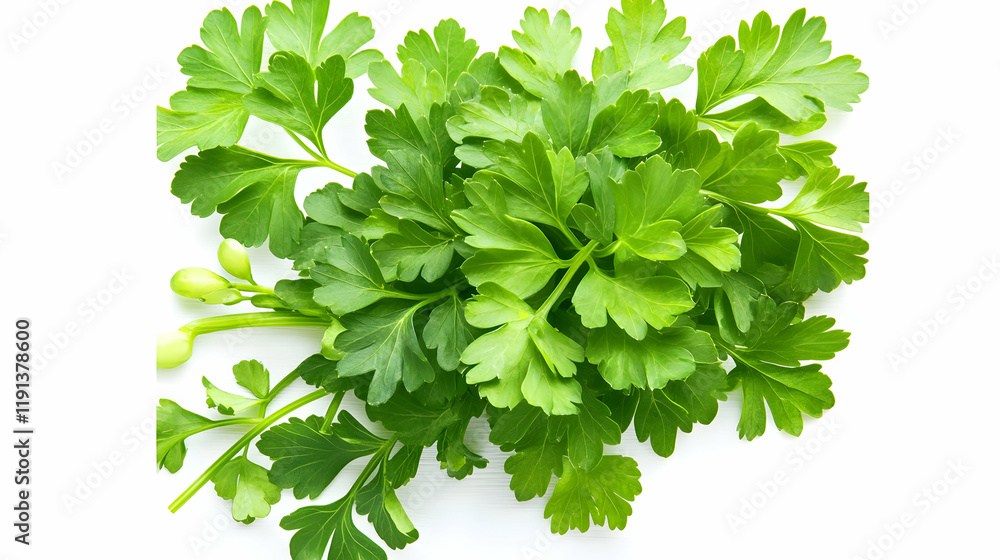 Fototapeta premium Fresh parsley bunch, close-up studio shot, white background, healthy food ingredient