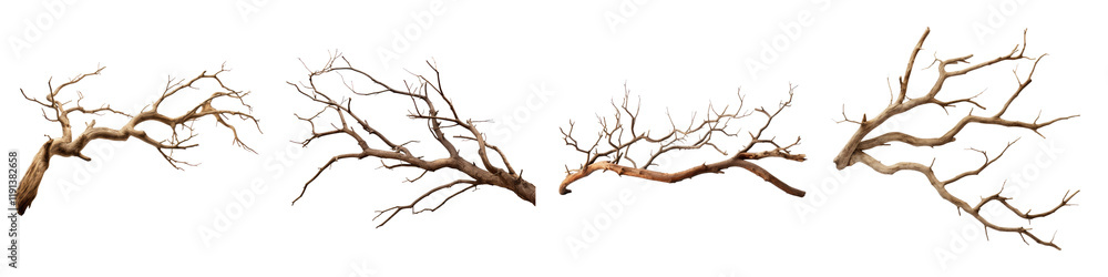 Dry tree branch isolated on transparent background, Set of