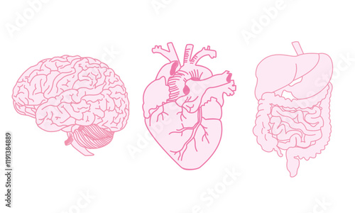 Pink simple design human heart, brain and digestive system, cute scientist style.
