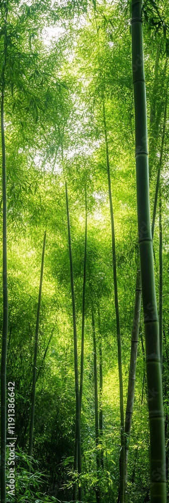 Obraz premium Lush Green Bamboo Forest with Sunlight Filtering Through Tall Trees : Generative AI