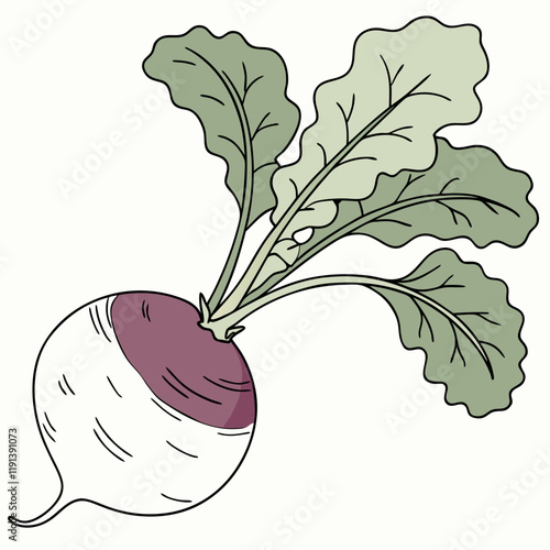 illustration of a radish