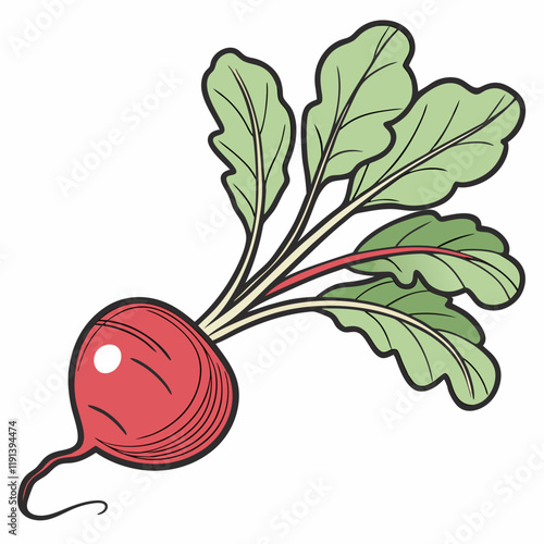 illustration of radish