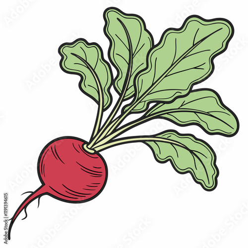 radish isolated on white background